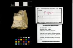 Foto (Objekt + Etikett) von Decapoda indet.  (NHMW-GEO-2014-0194-0941)